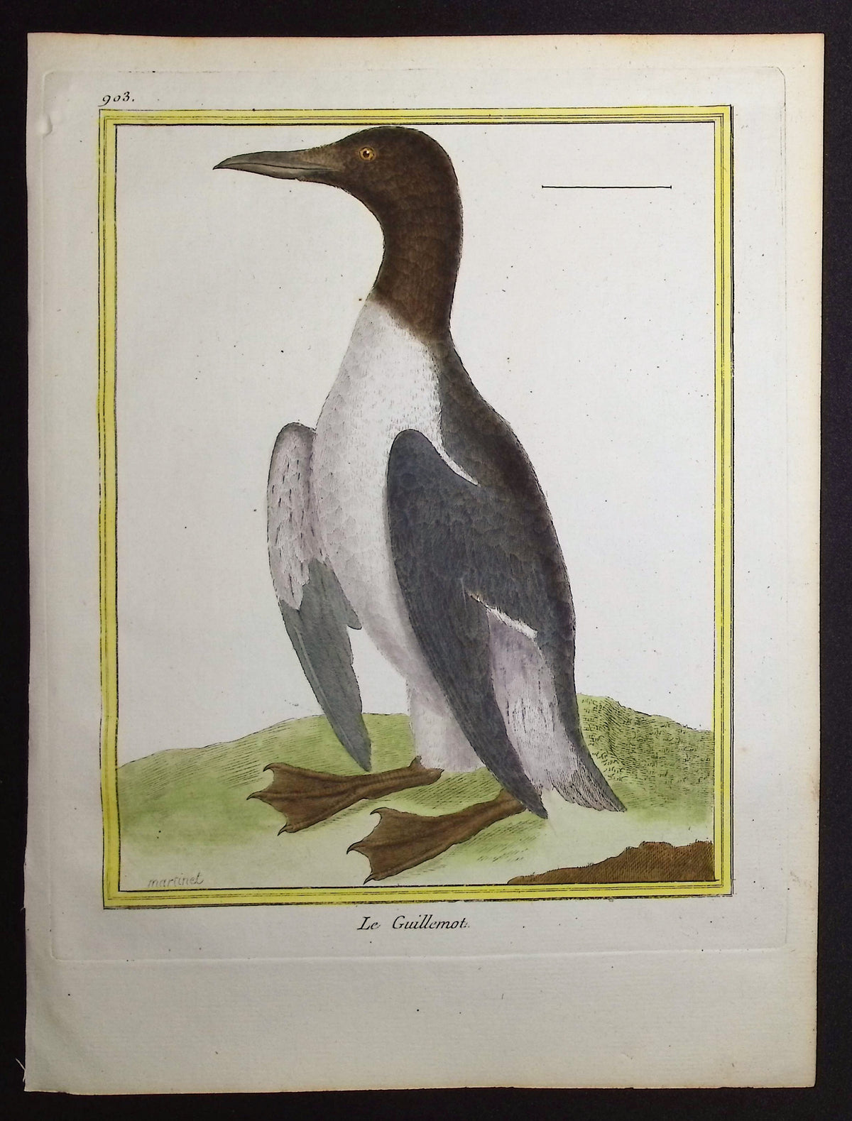 Guillemot