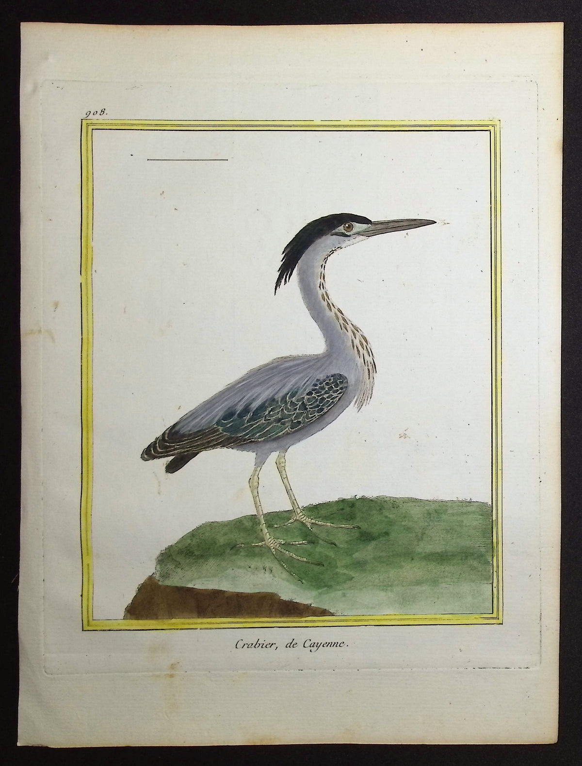 Pond Heron