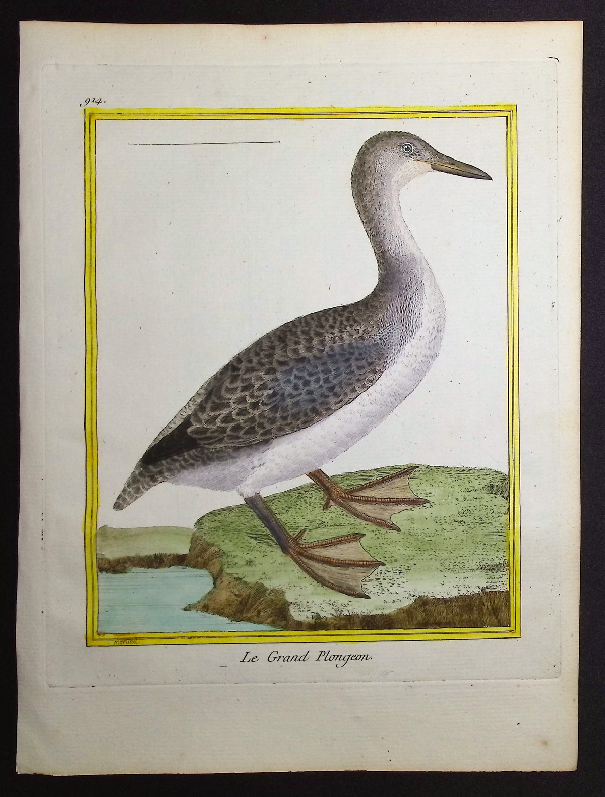 Diver or Loon