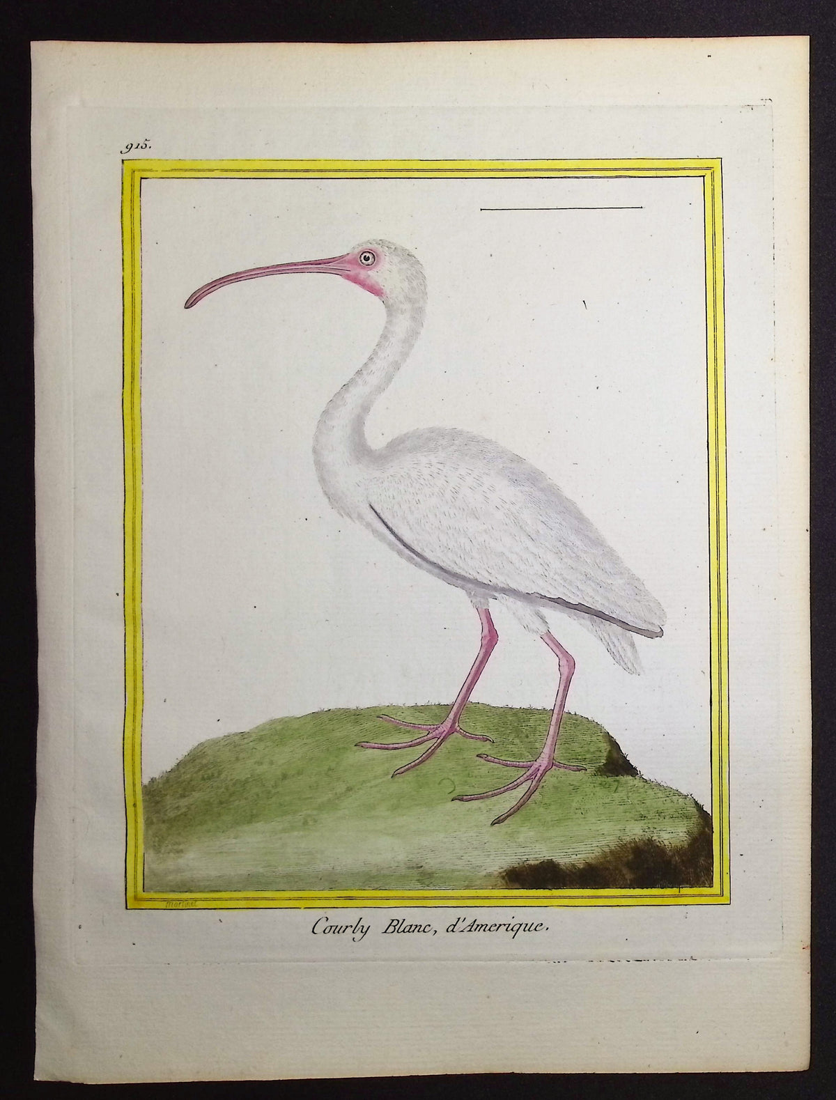 White Ibis