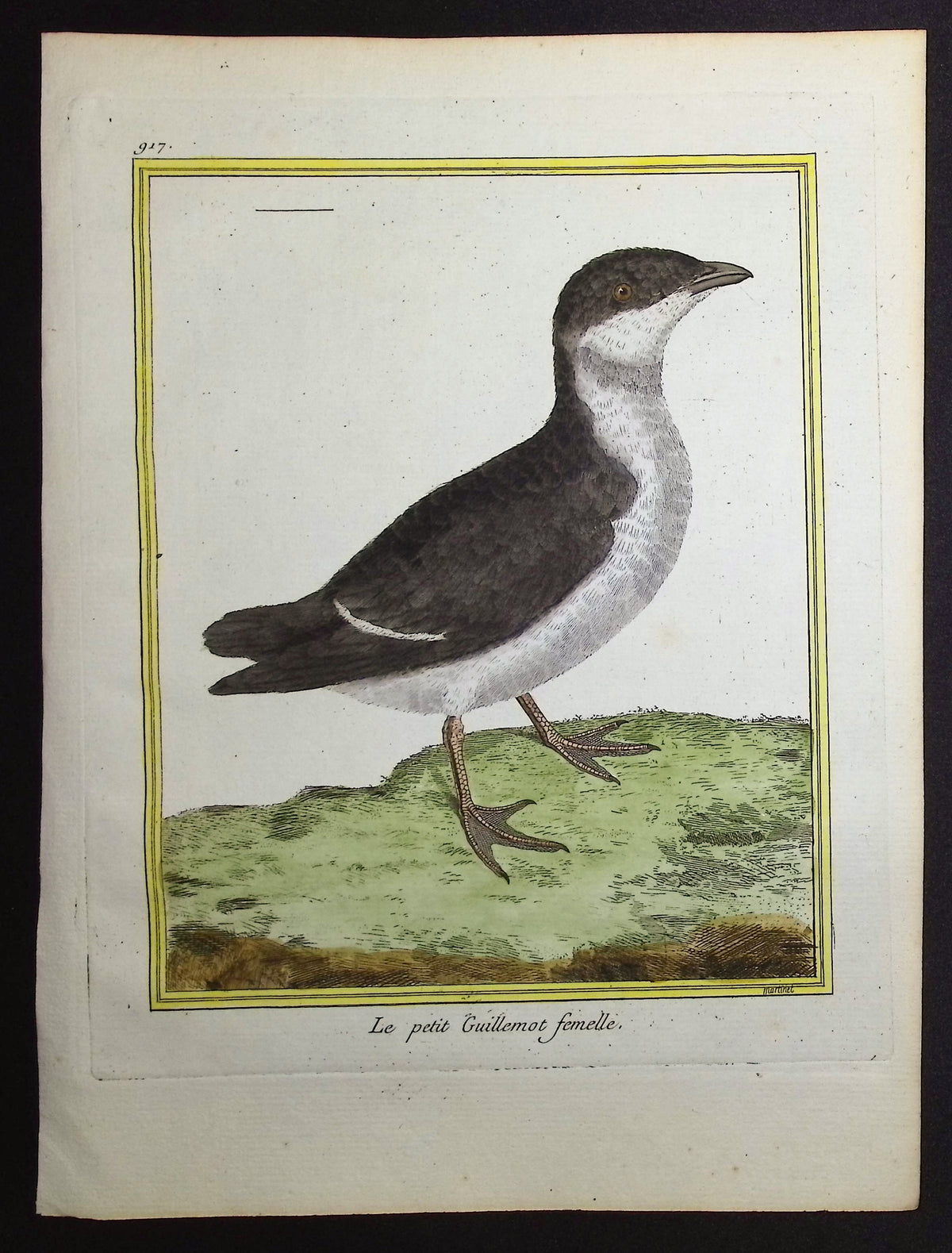 Guillemot