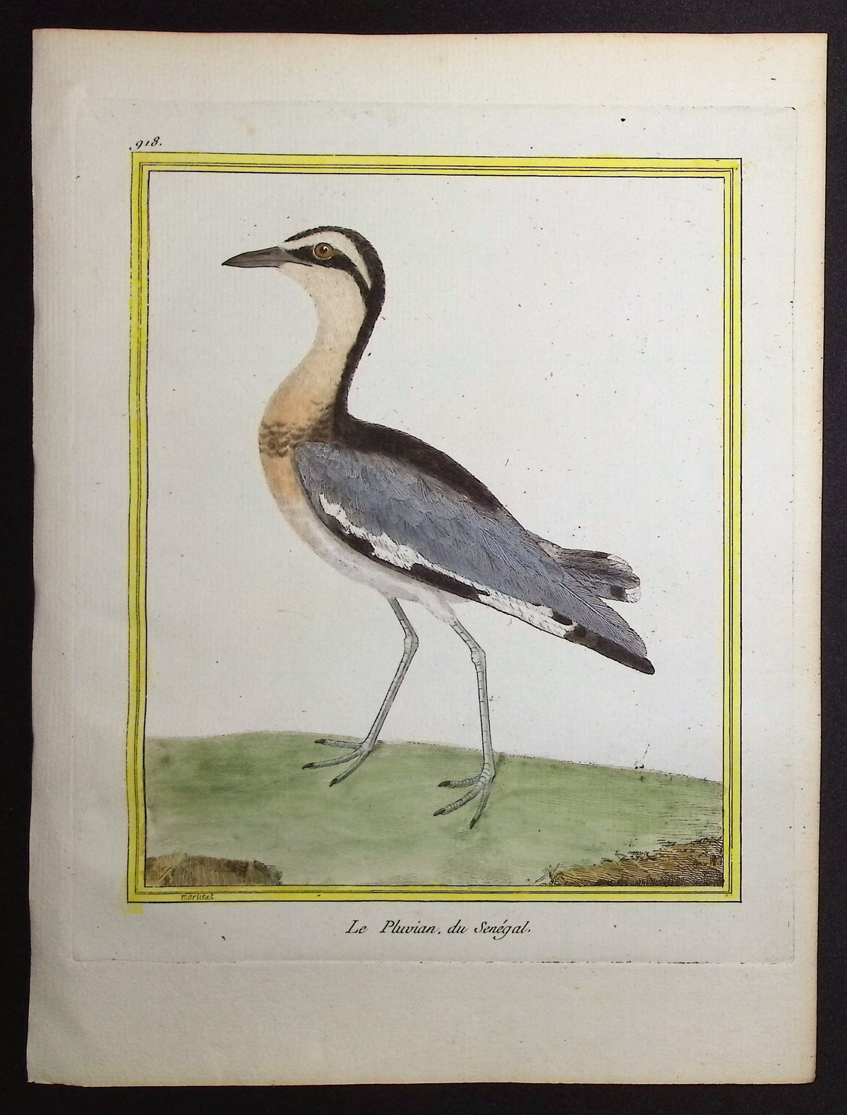 Plover