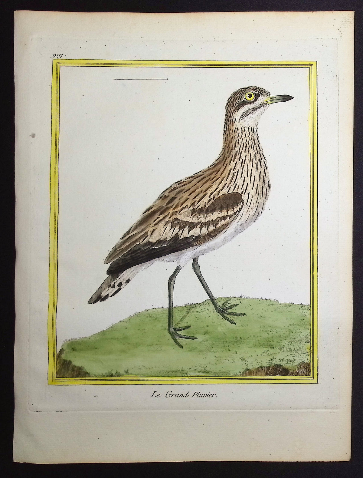 Plover