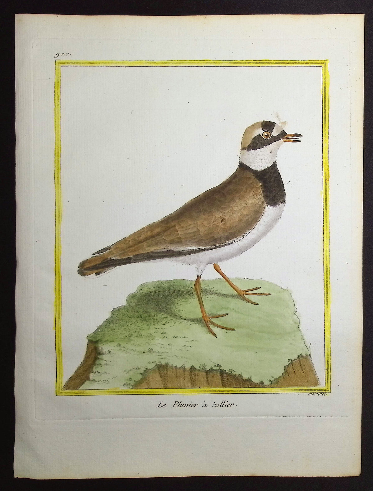 Plover