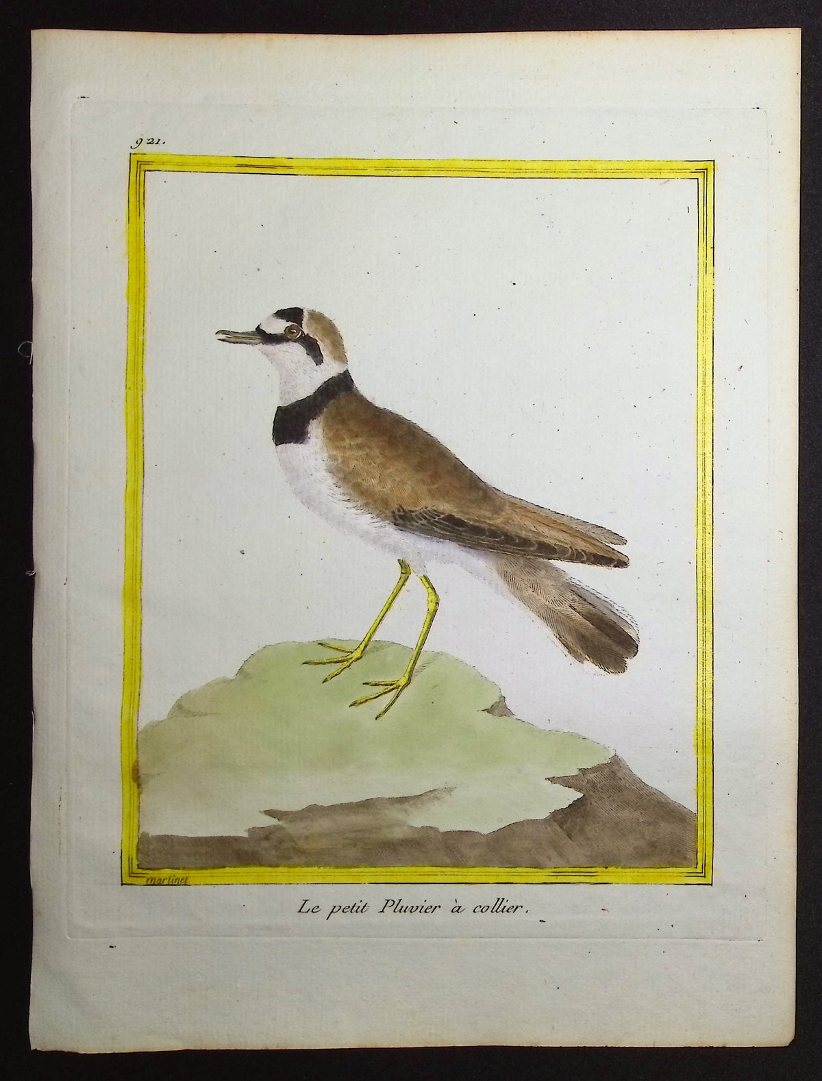 Plover