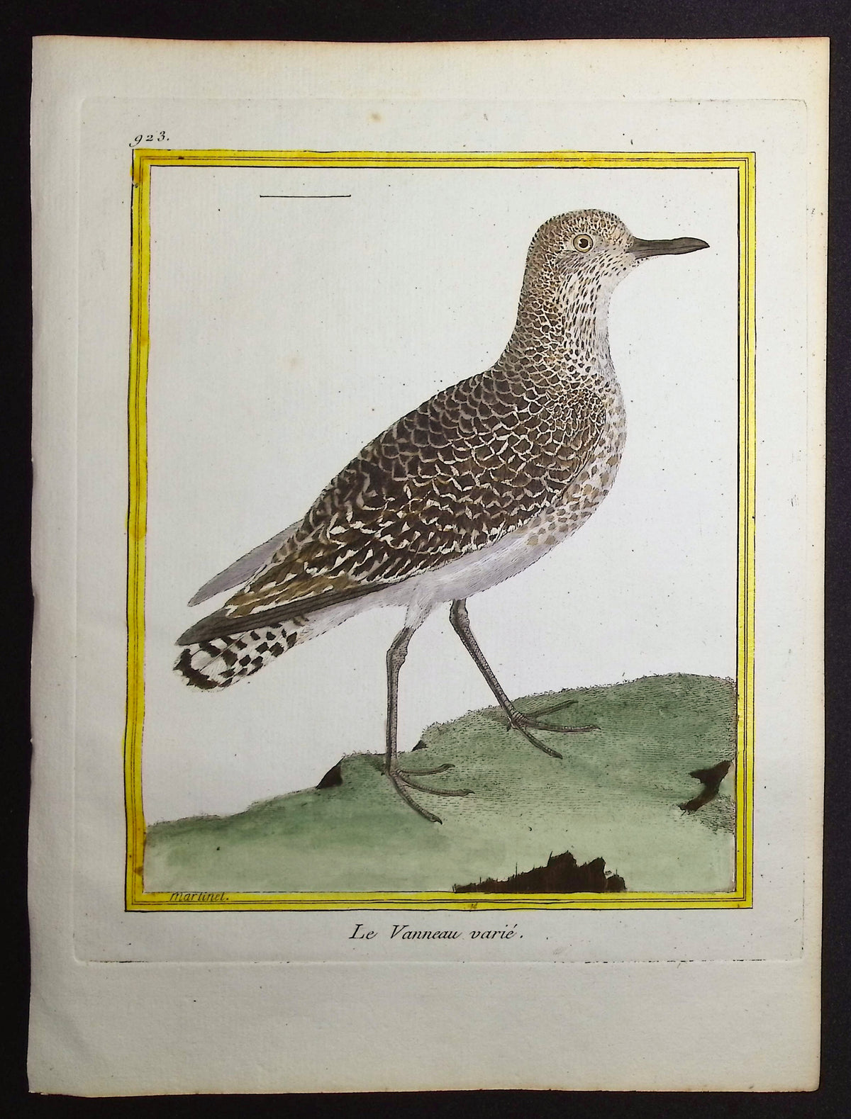Lapwing