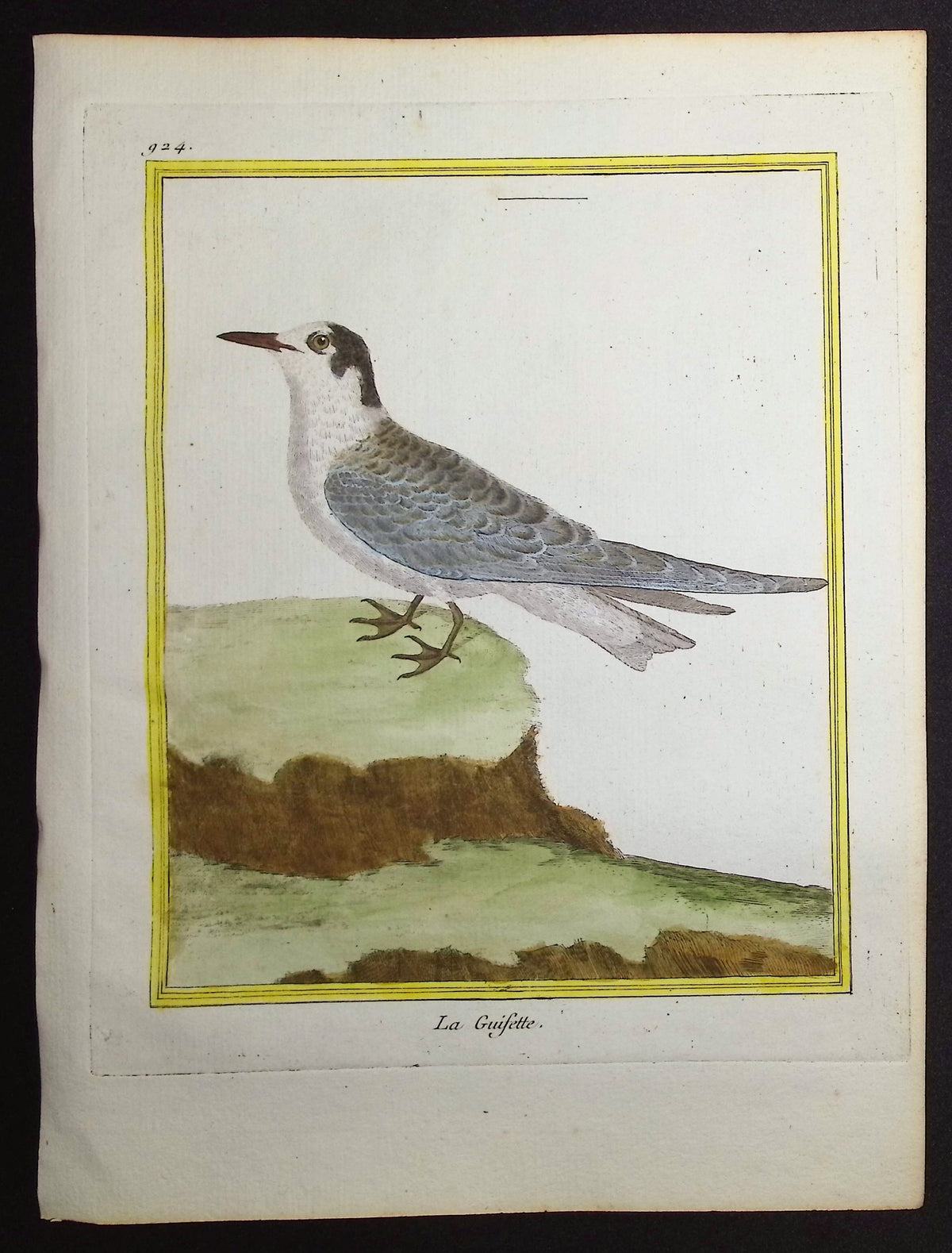 Tern or Gull