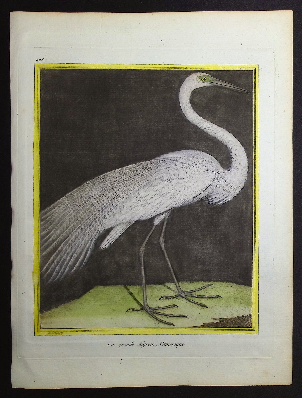 White Egret or Heron