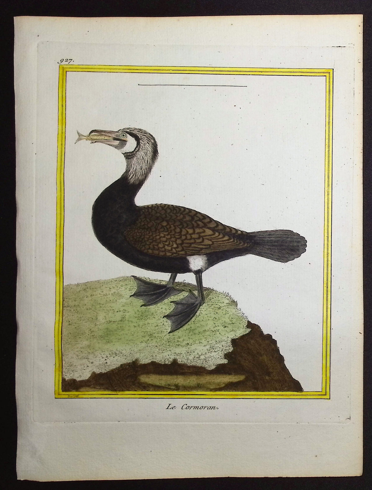 Cormorant