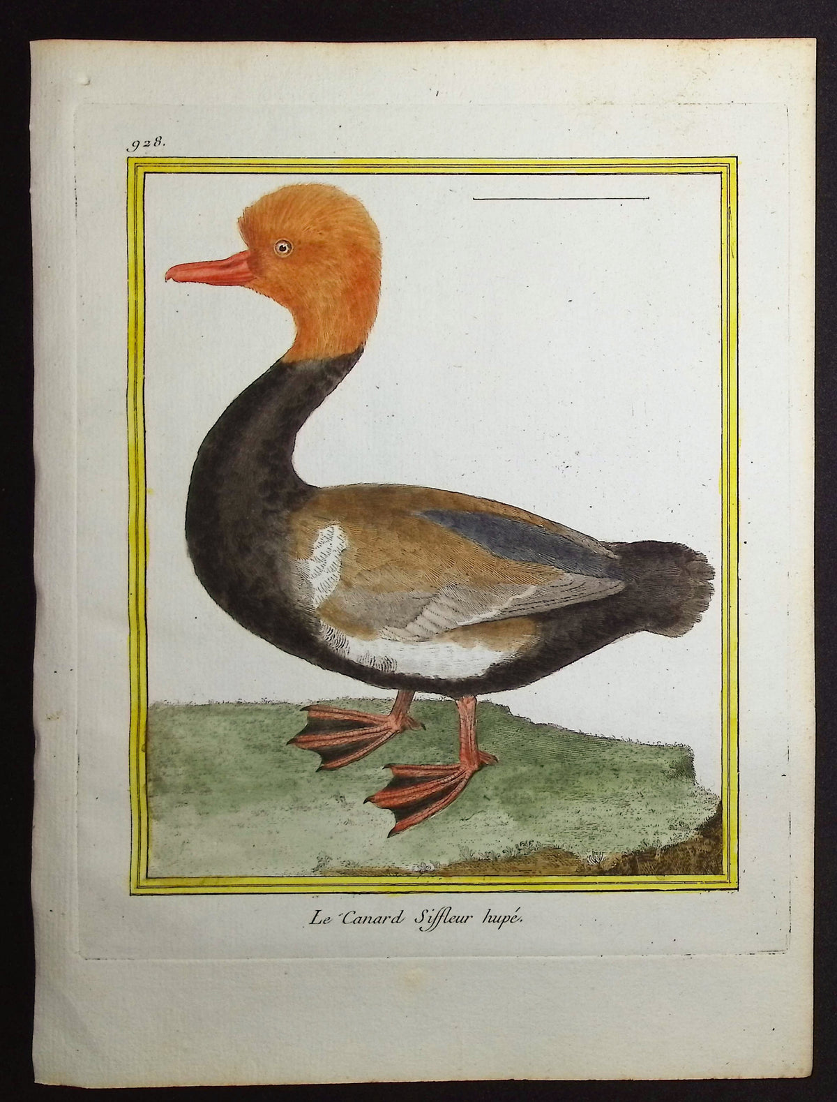 Duck