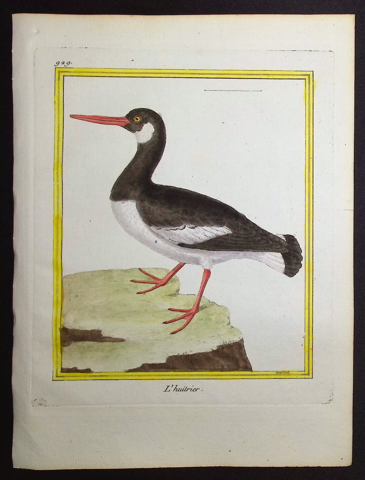 Oystercatcher