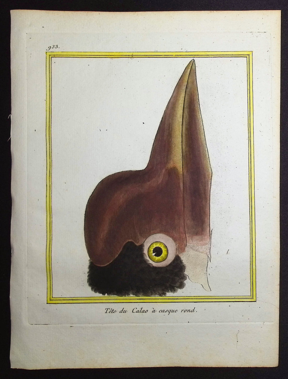 Hornbill Head