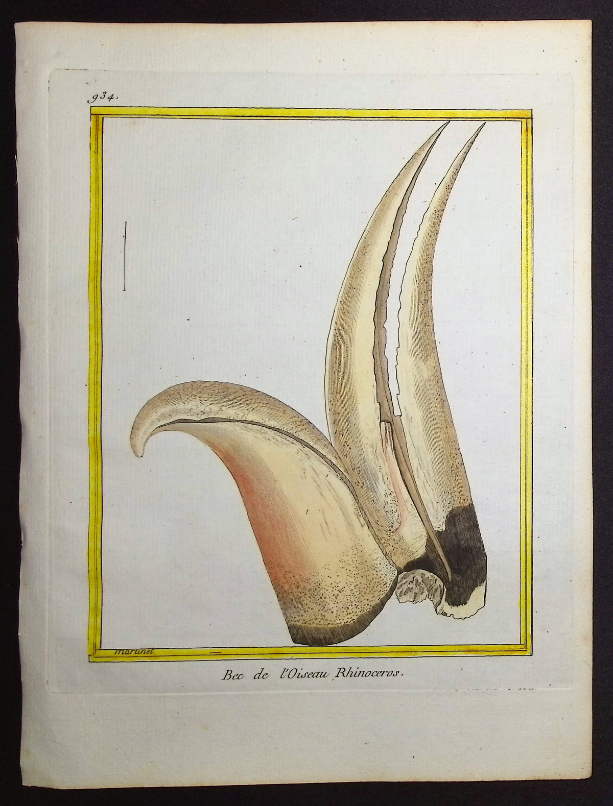 Hornbill Beak
