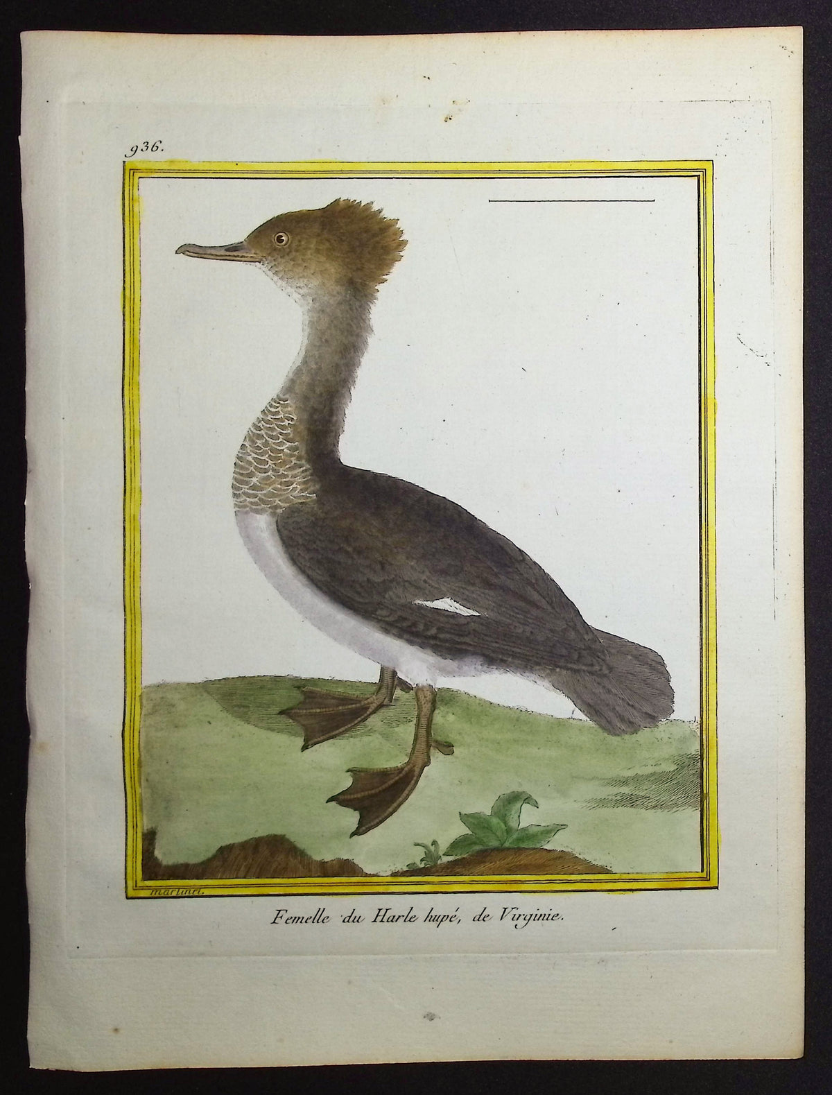 Merganser (Female)