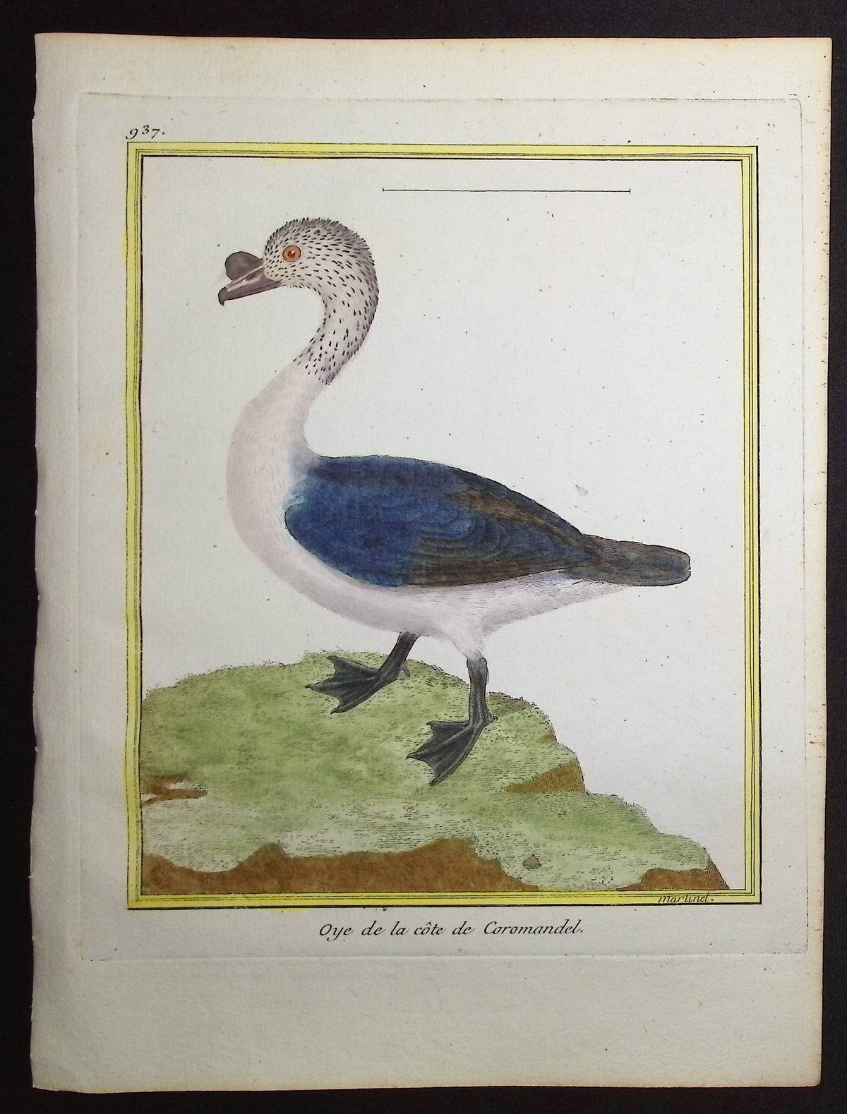 Water Bird