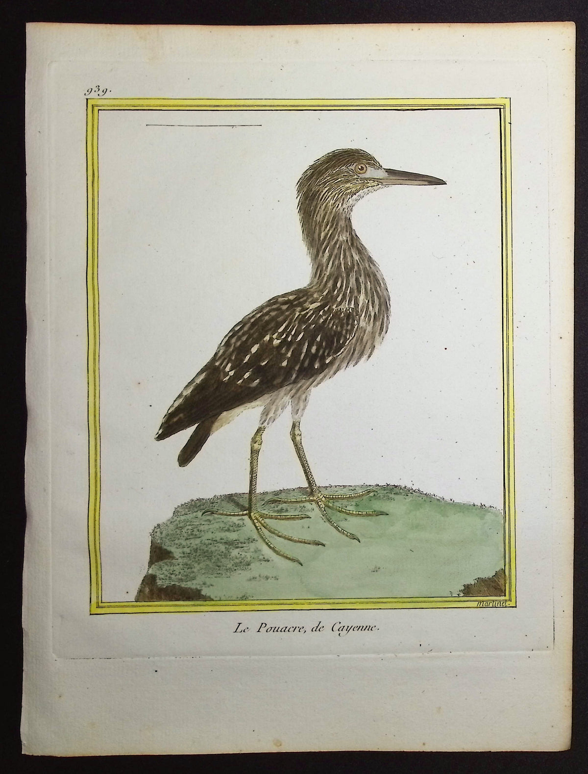 Bittern