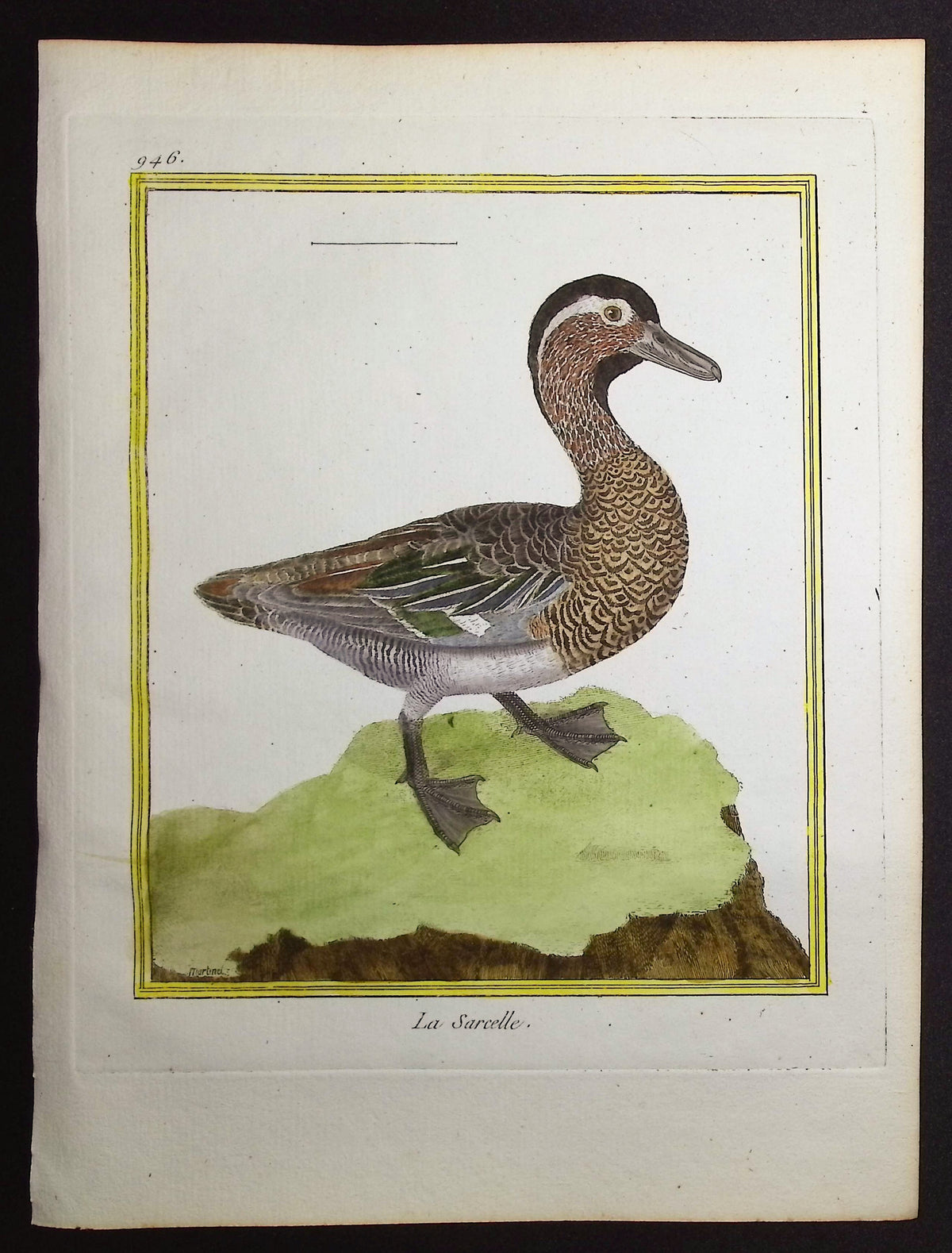 Duck