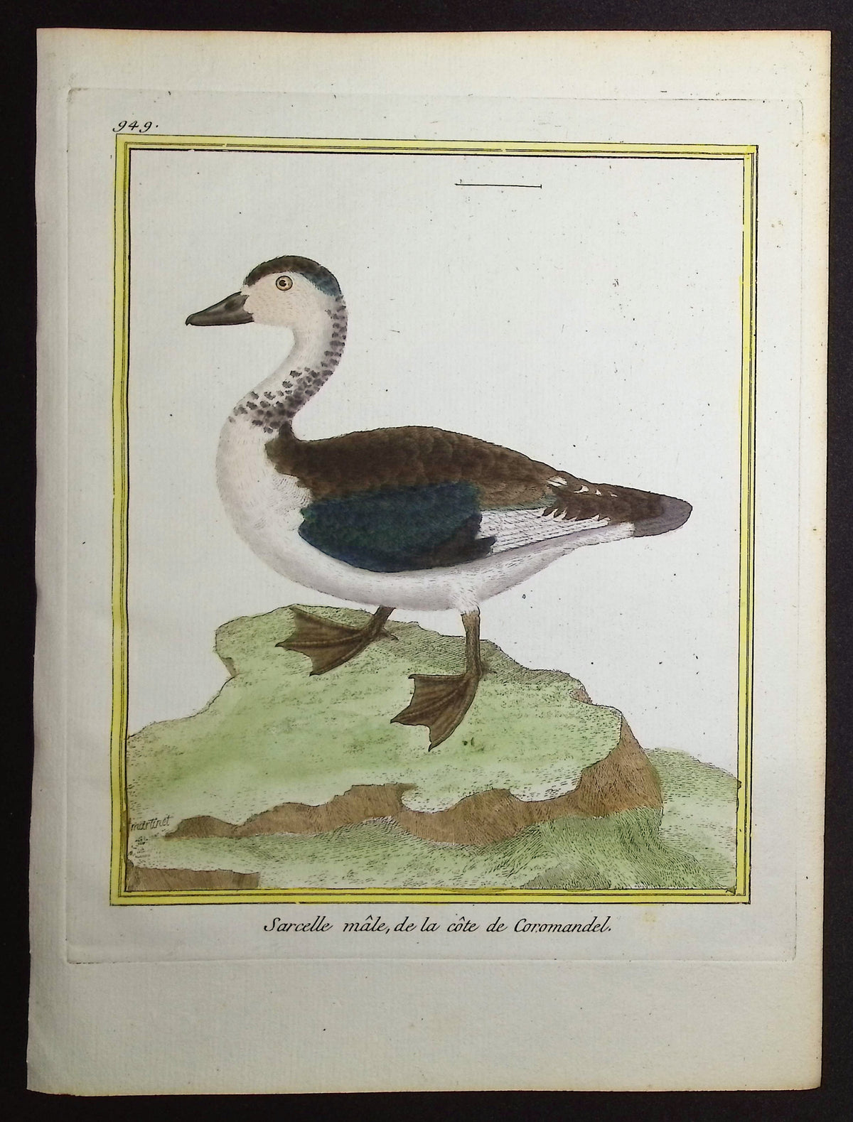 Duck