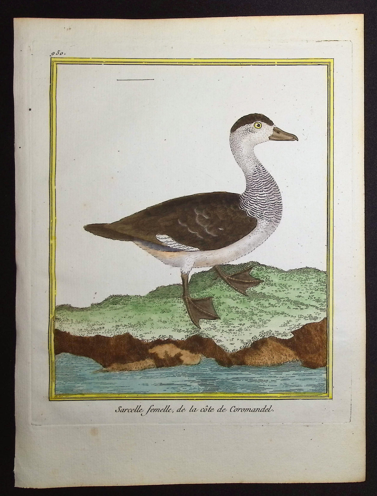 Duck
