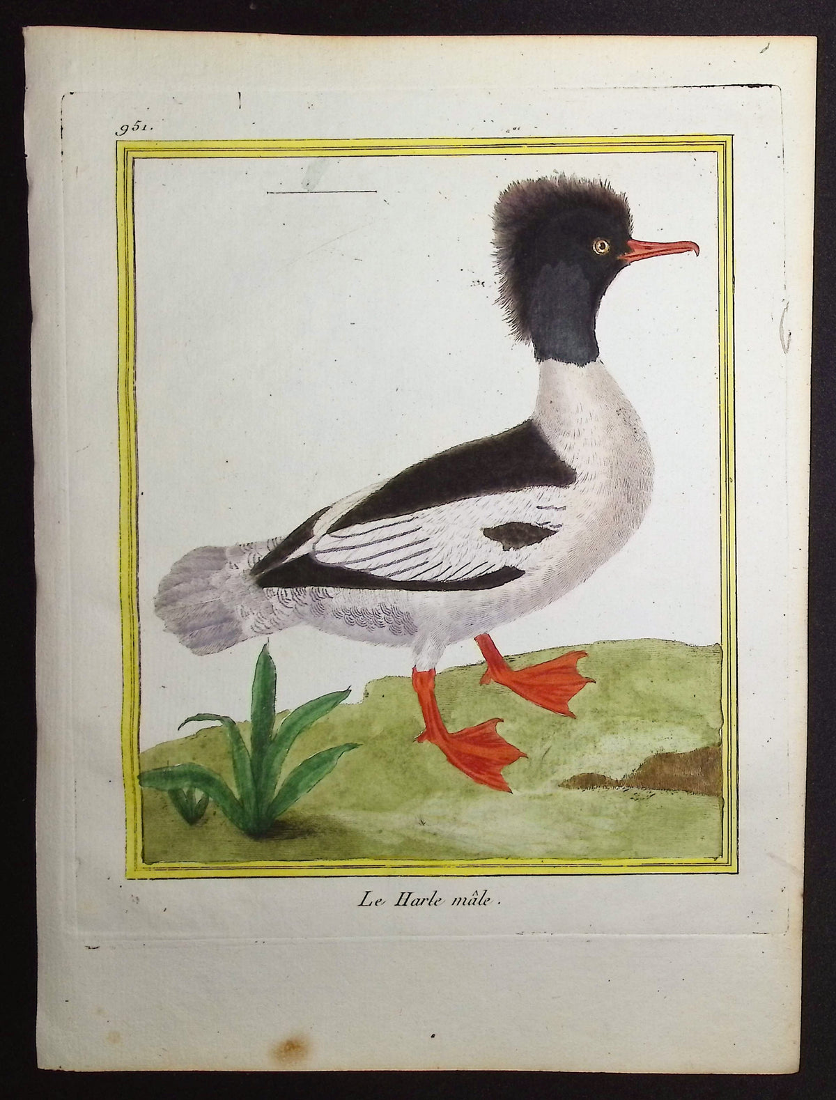 Merganser