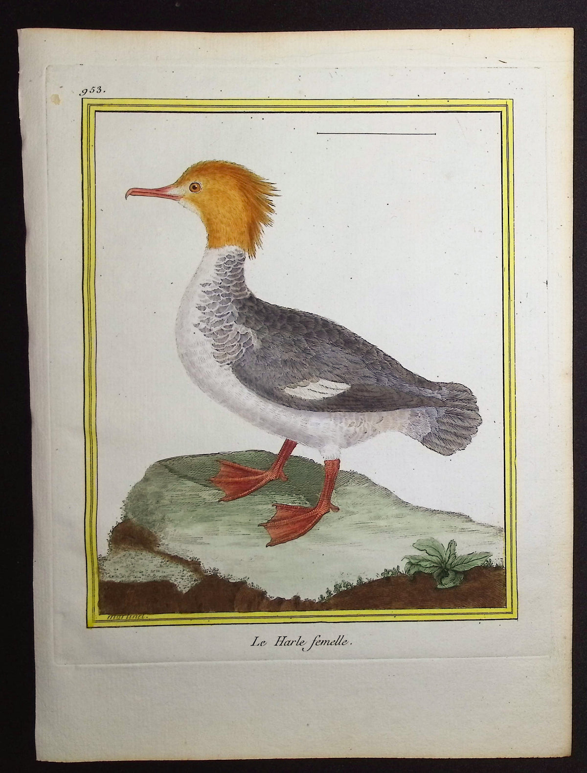 Merganser