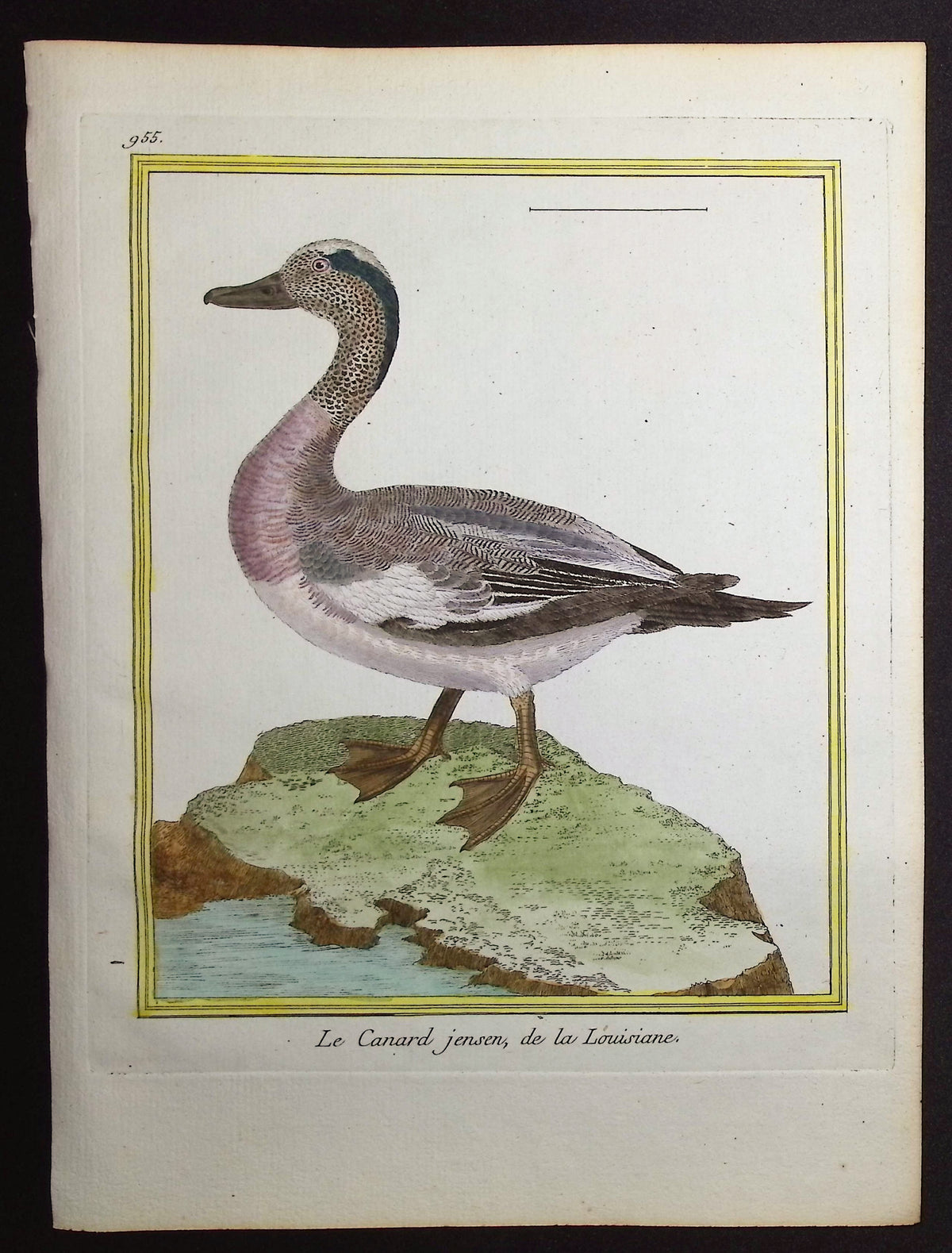 Duck