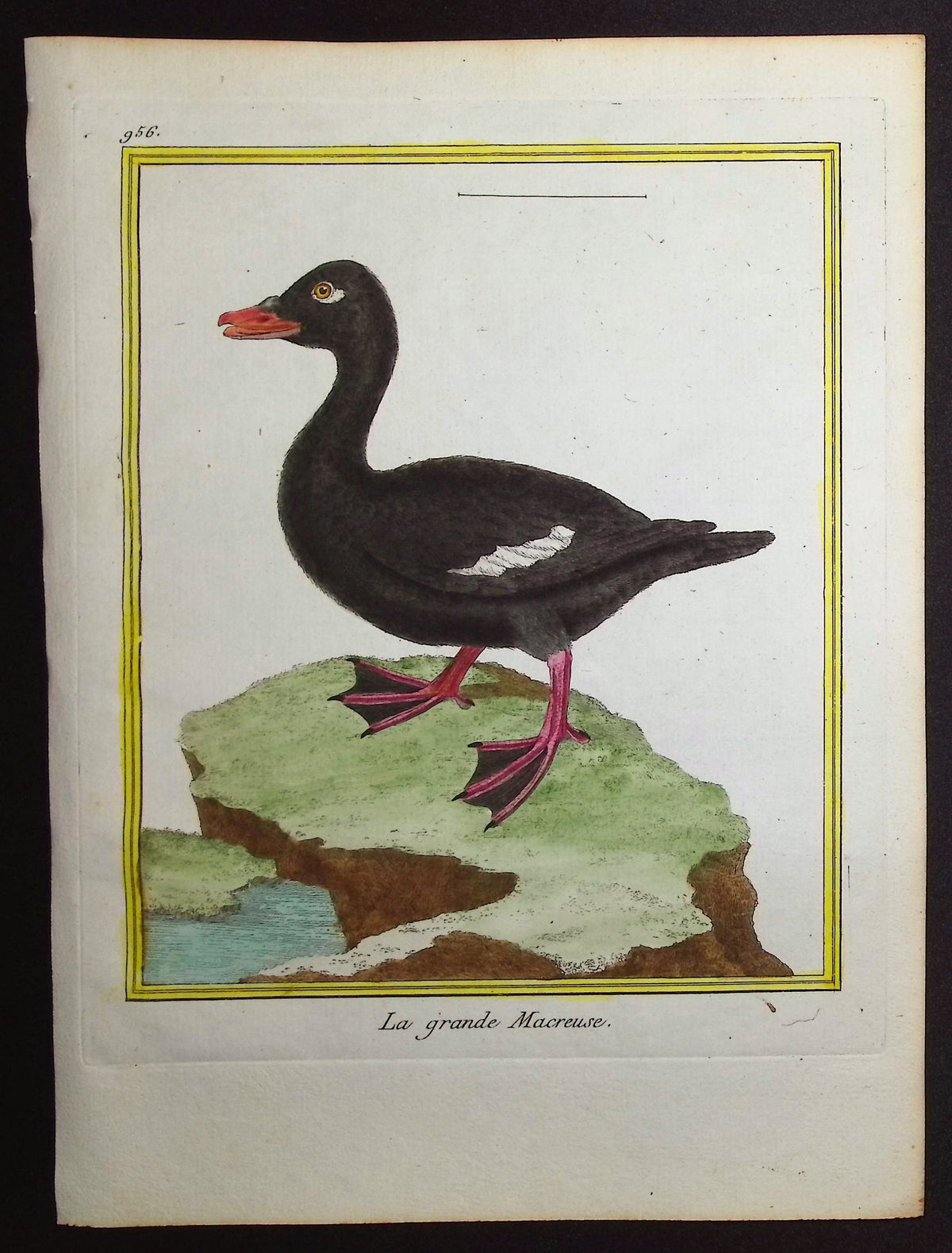Scoter Duck