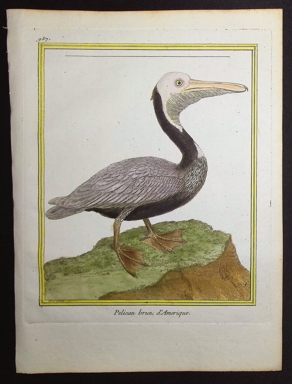 Pelican