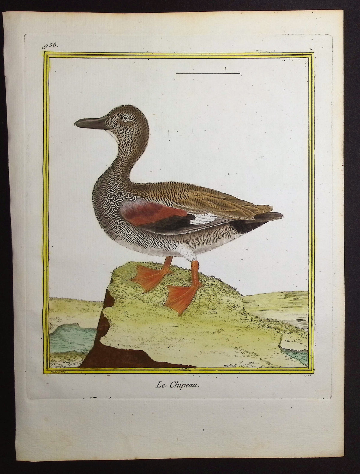 Duck