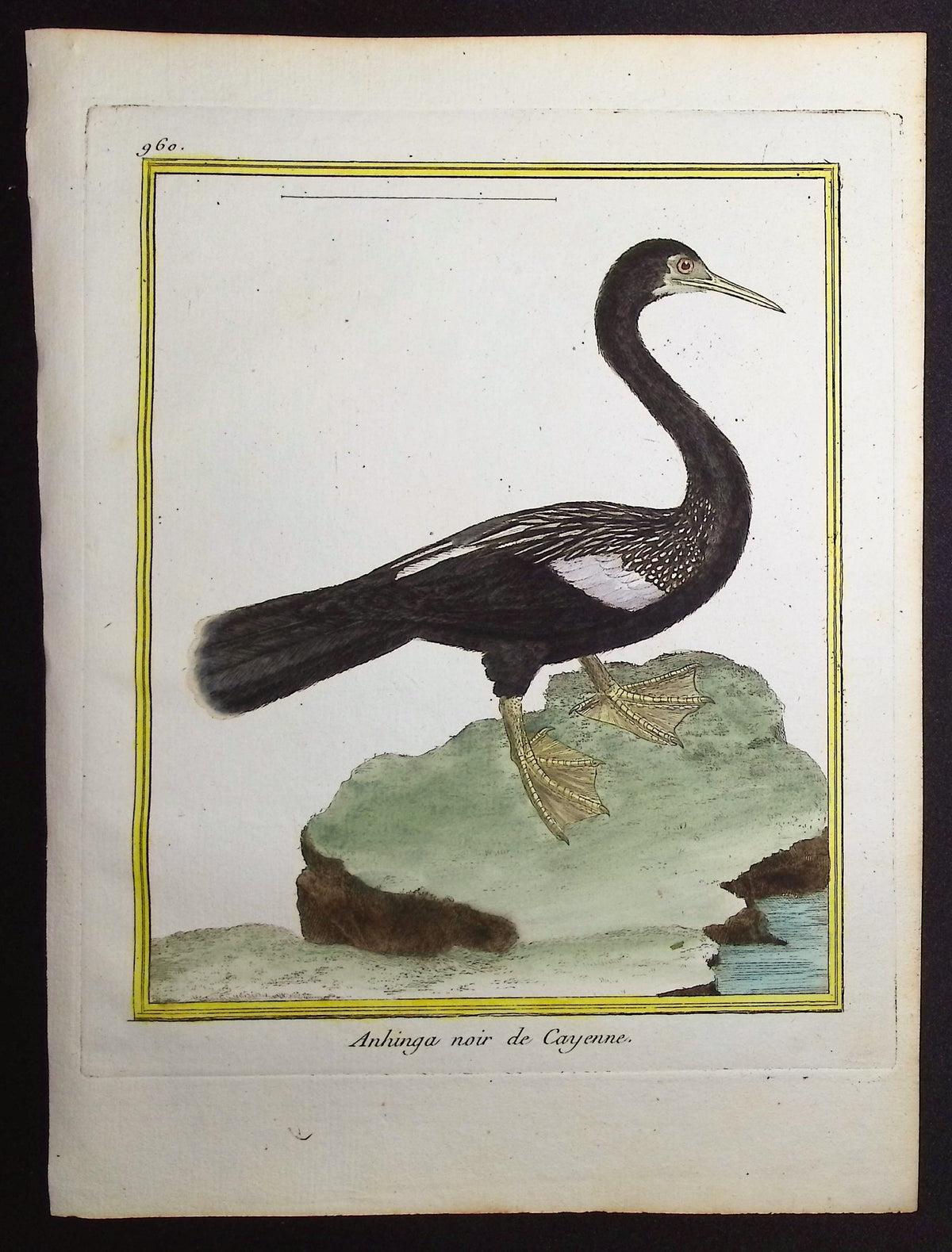 Anhinga or Snake Bird
