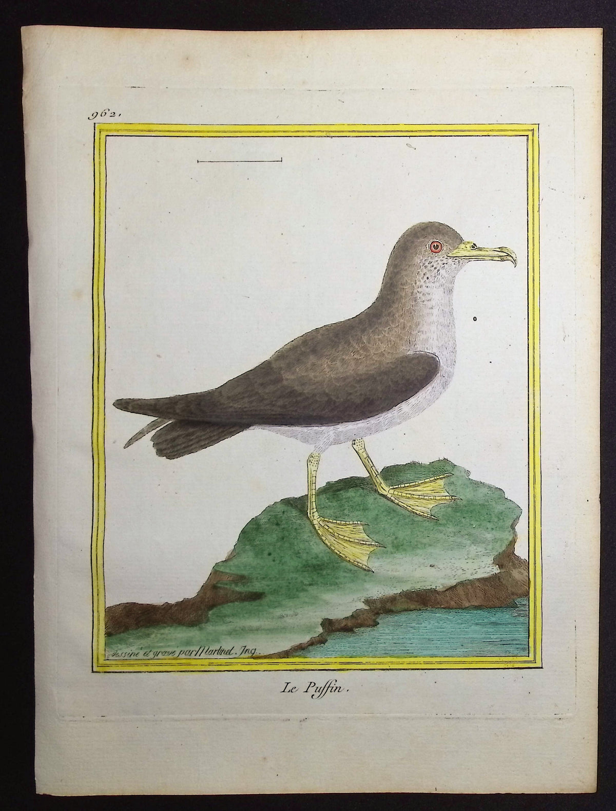 Water Bird