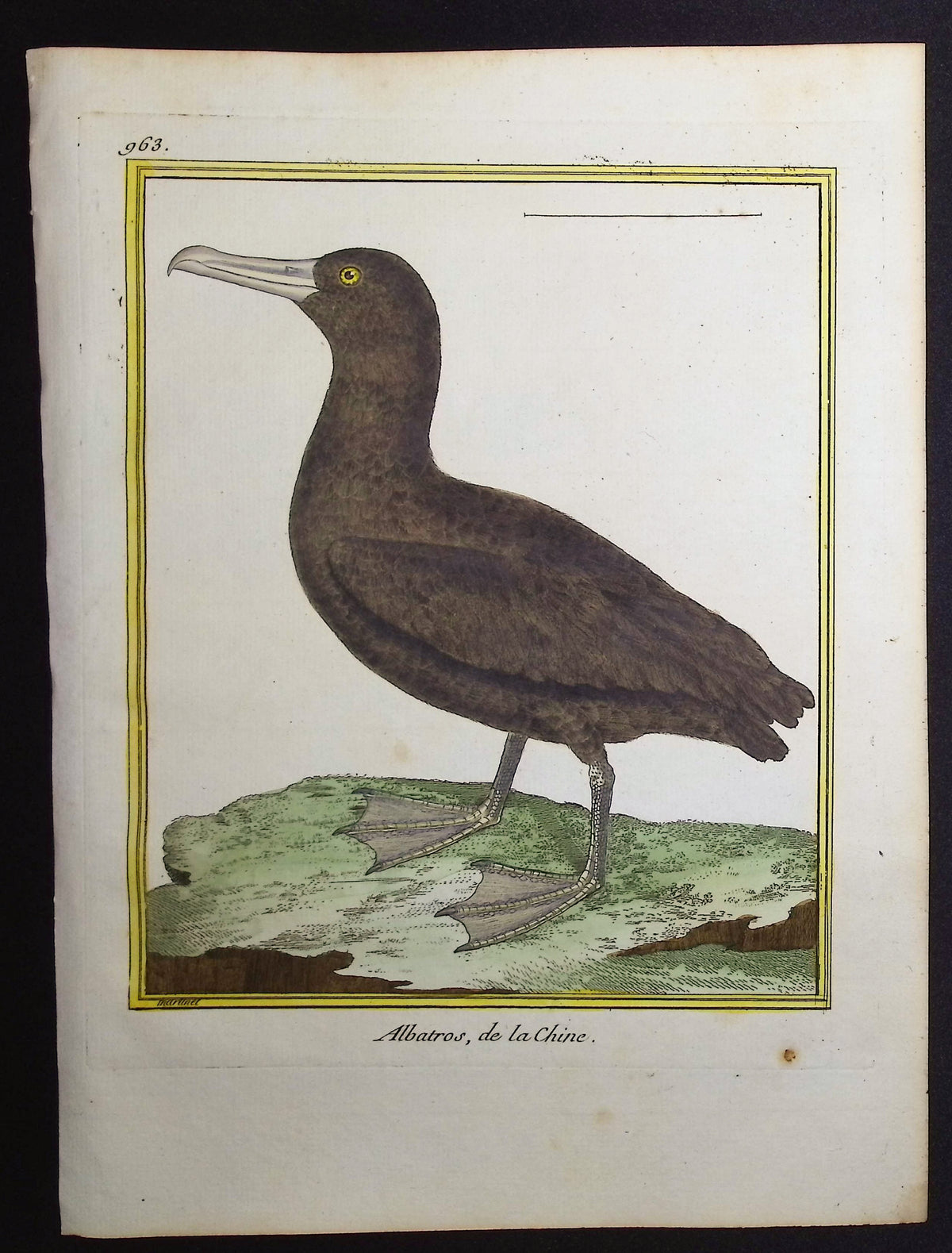 Albatross