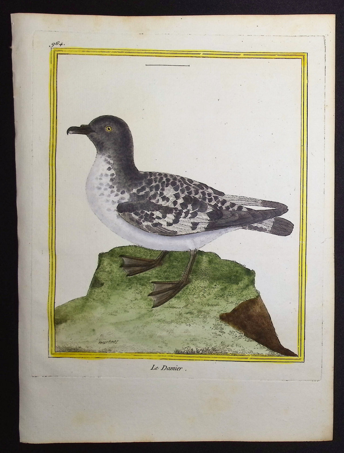 Petrel