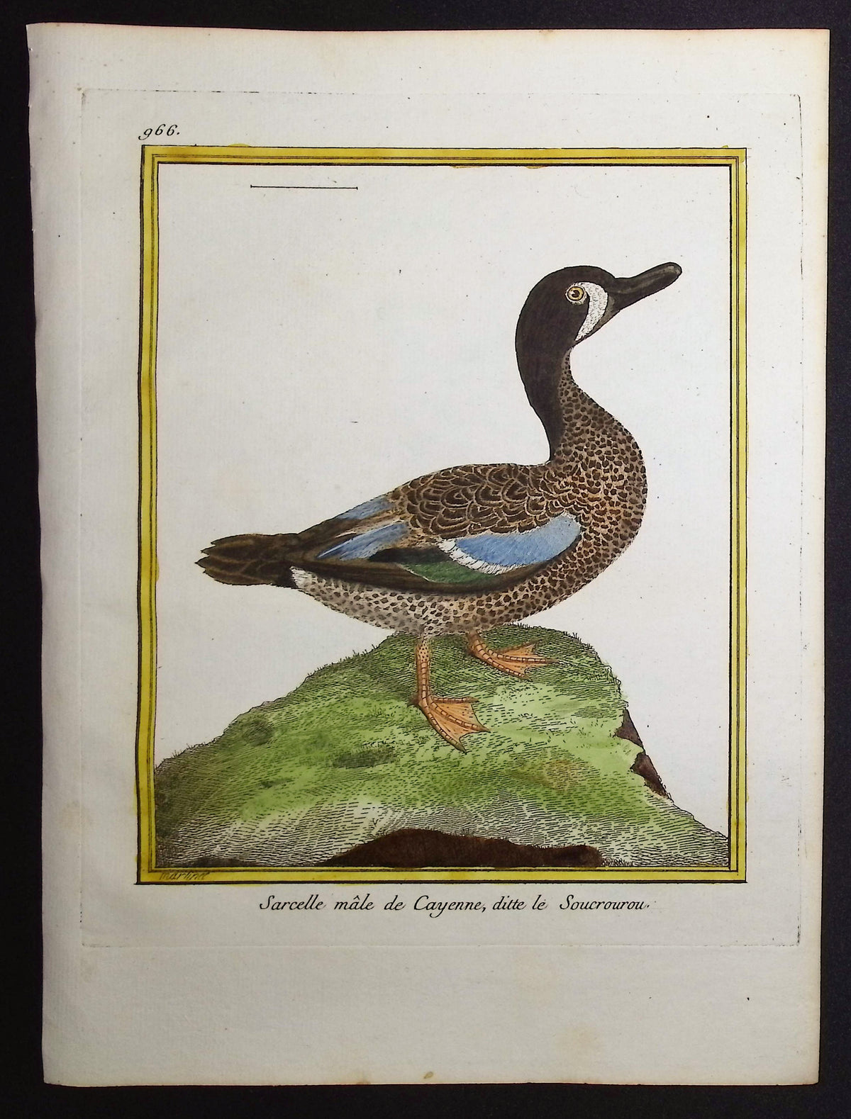 Duck