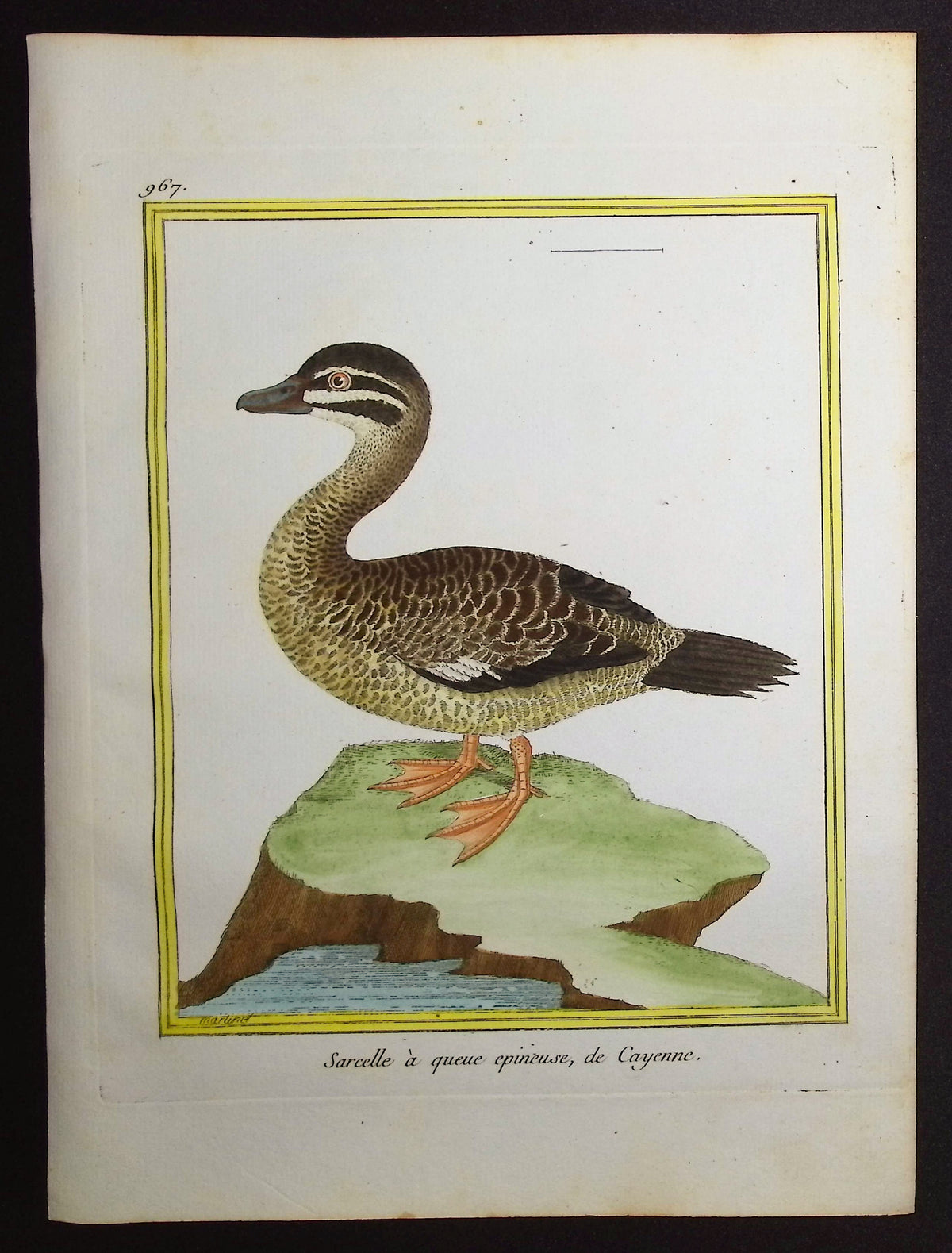 Duck