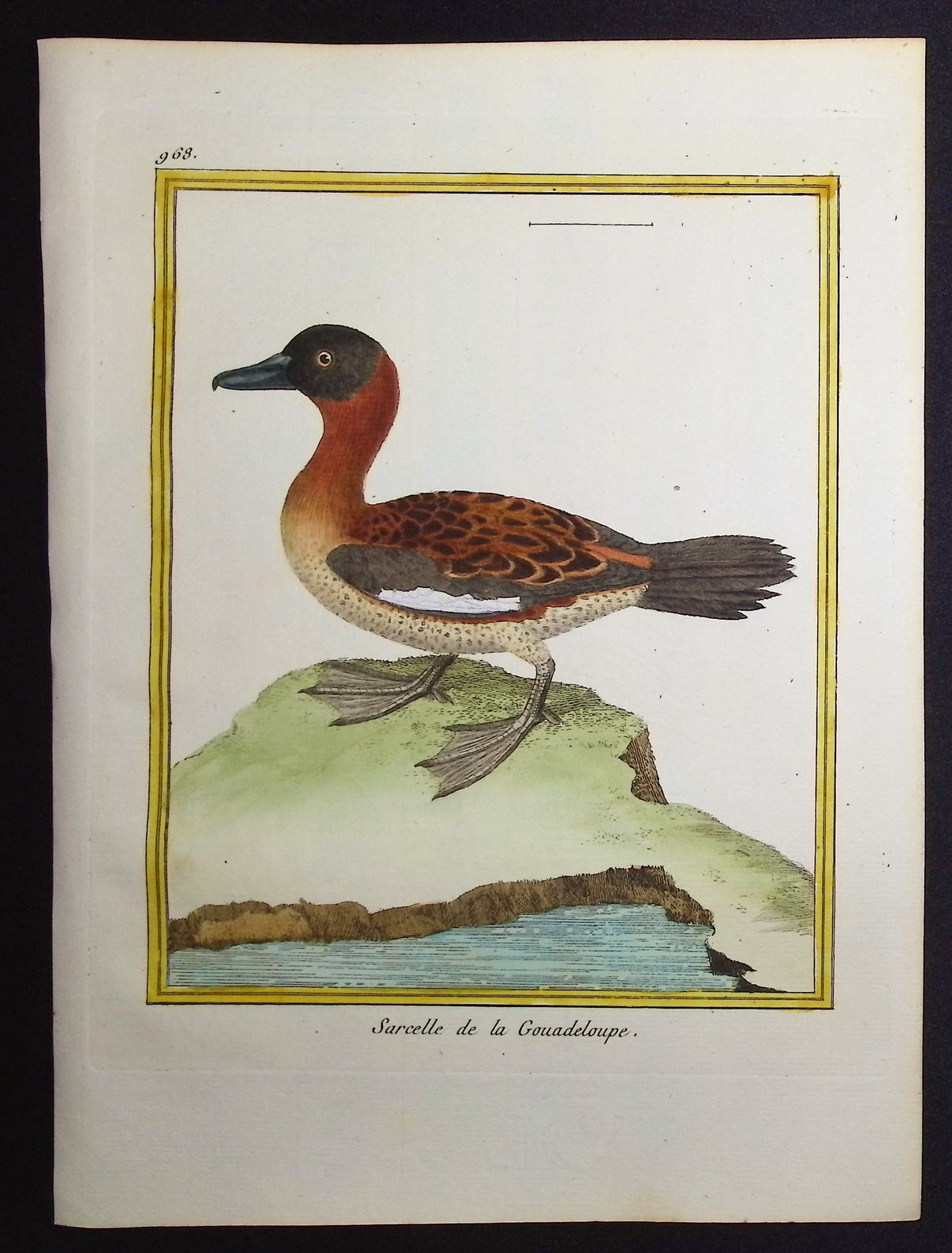 Duck