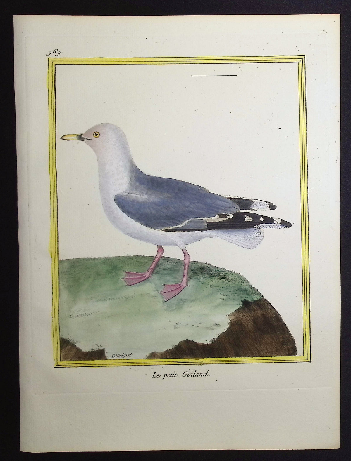 Seagull