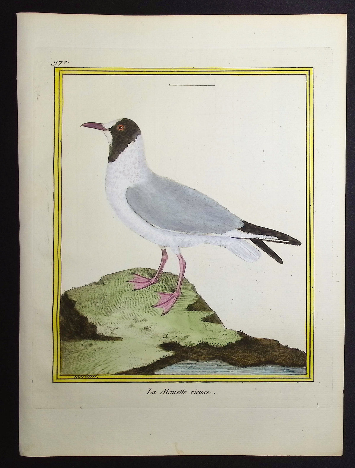 Seagull