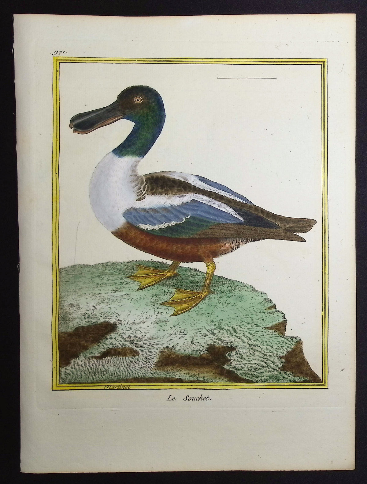 Duck