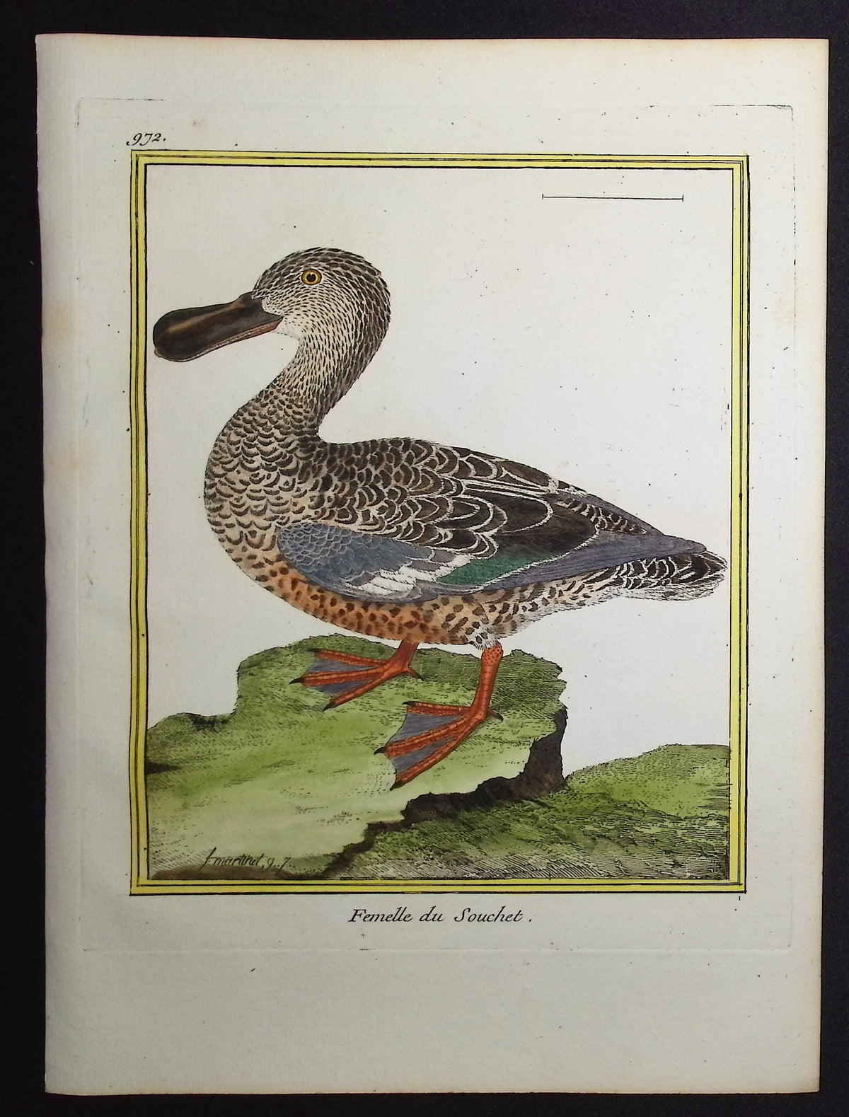 Shoveller Duck