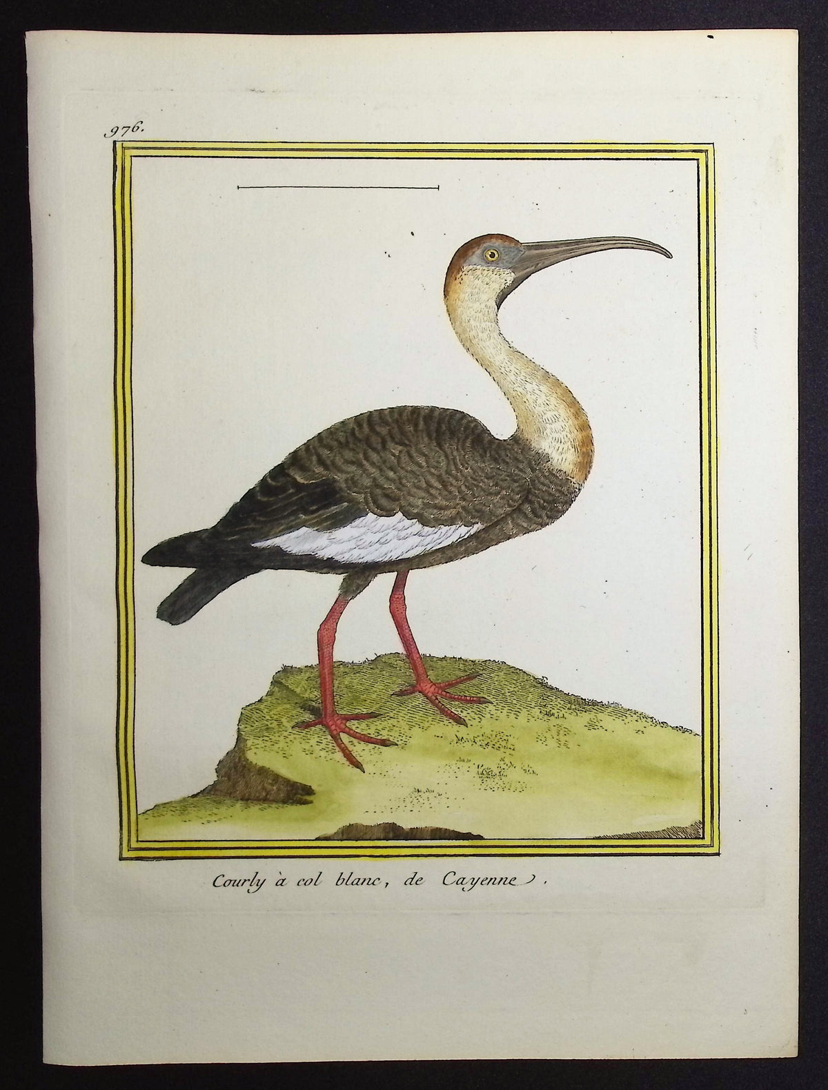 Courlan or Limpkin