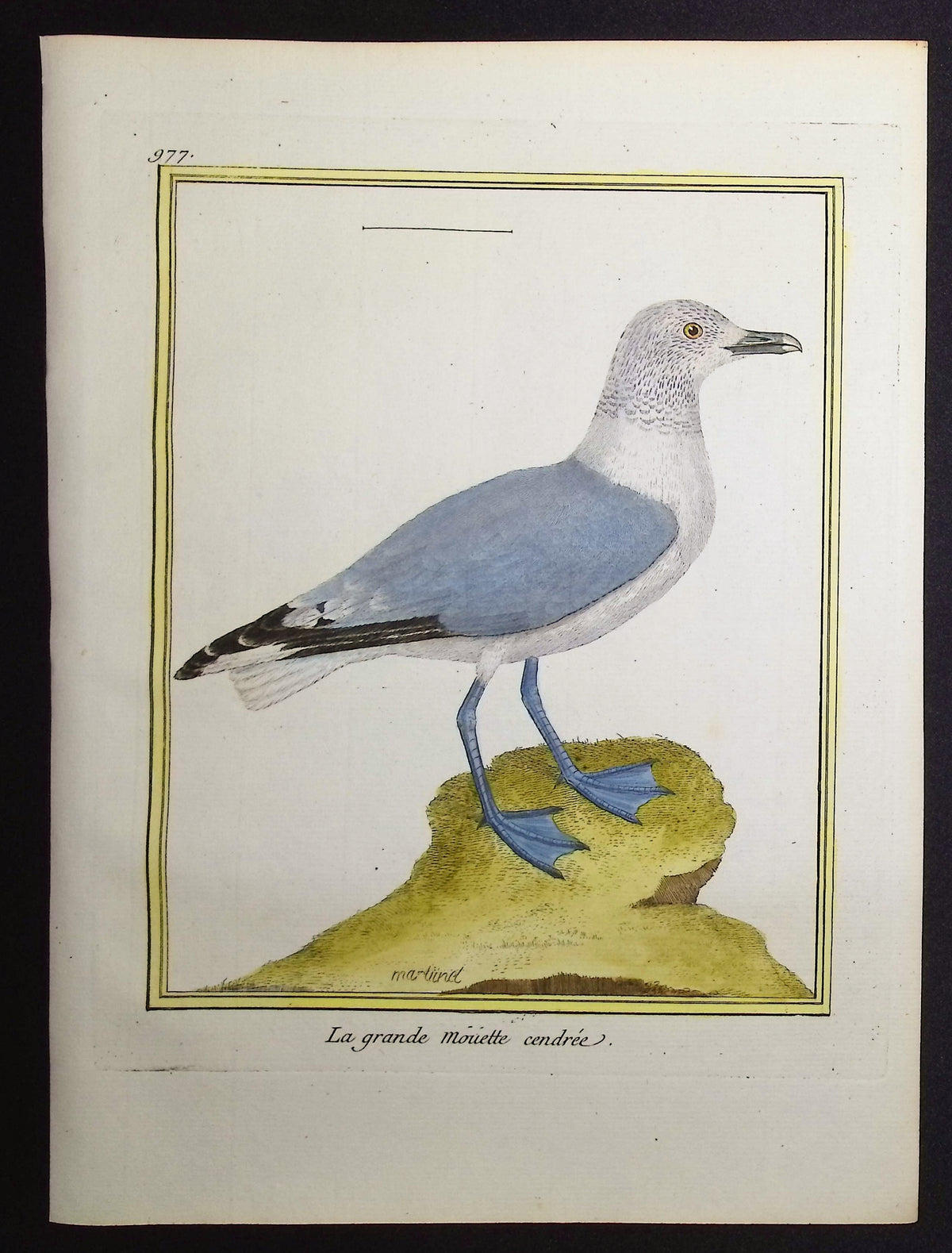 Seagull