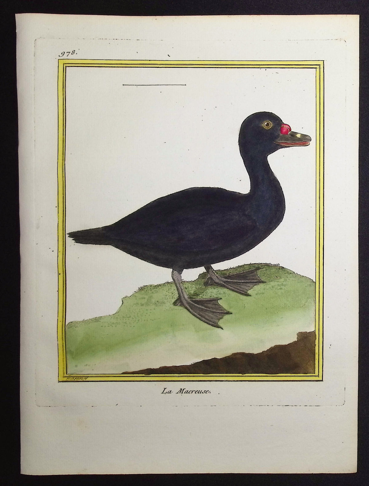 Scoter Duck