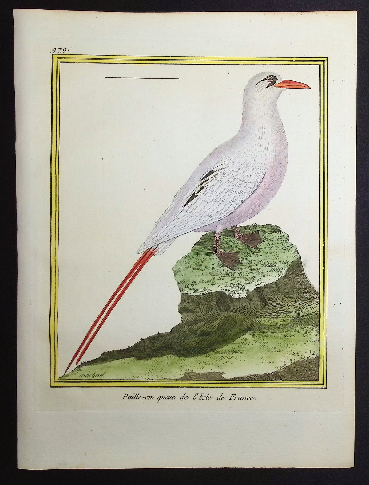 Tropic Bird