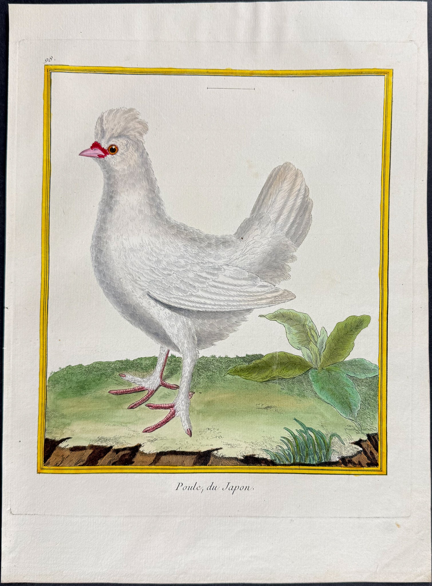 Chicken