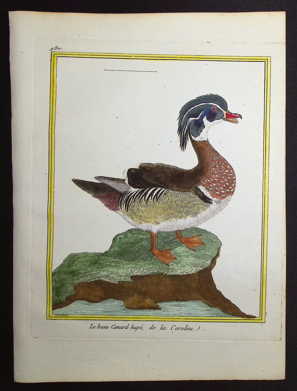 Wood Duck