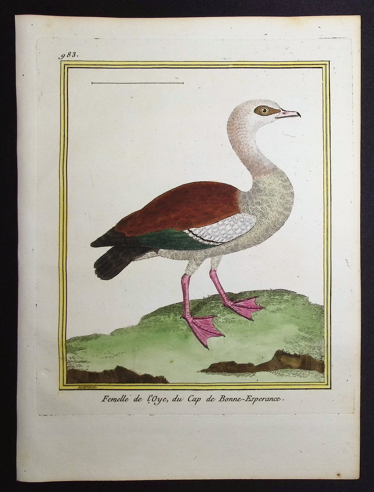 South African Water Bird (Female)
