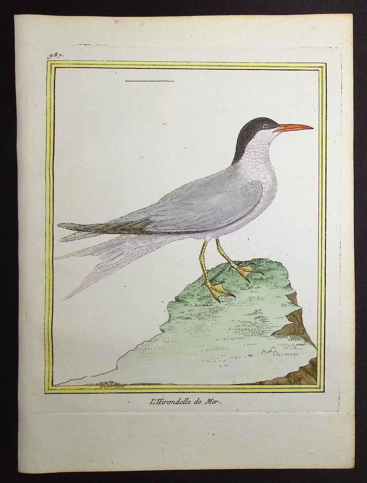Tern
