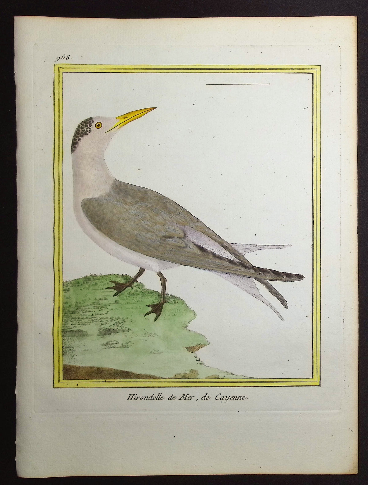 Tern or Gull