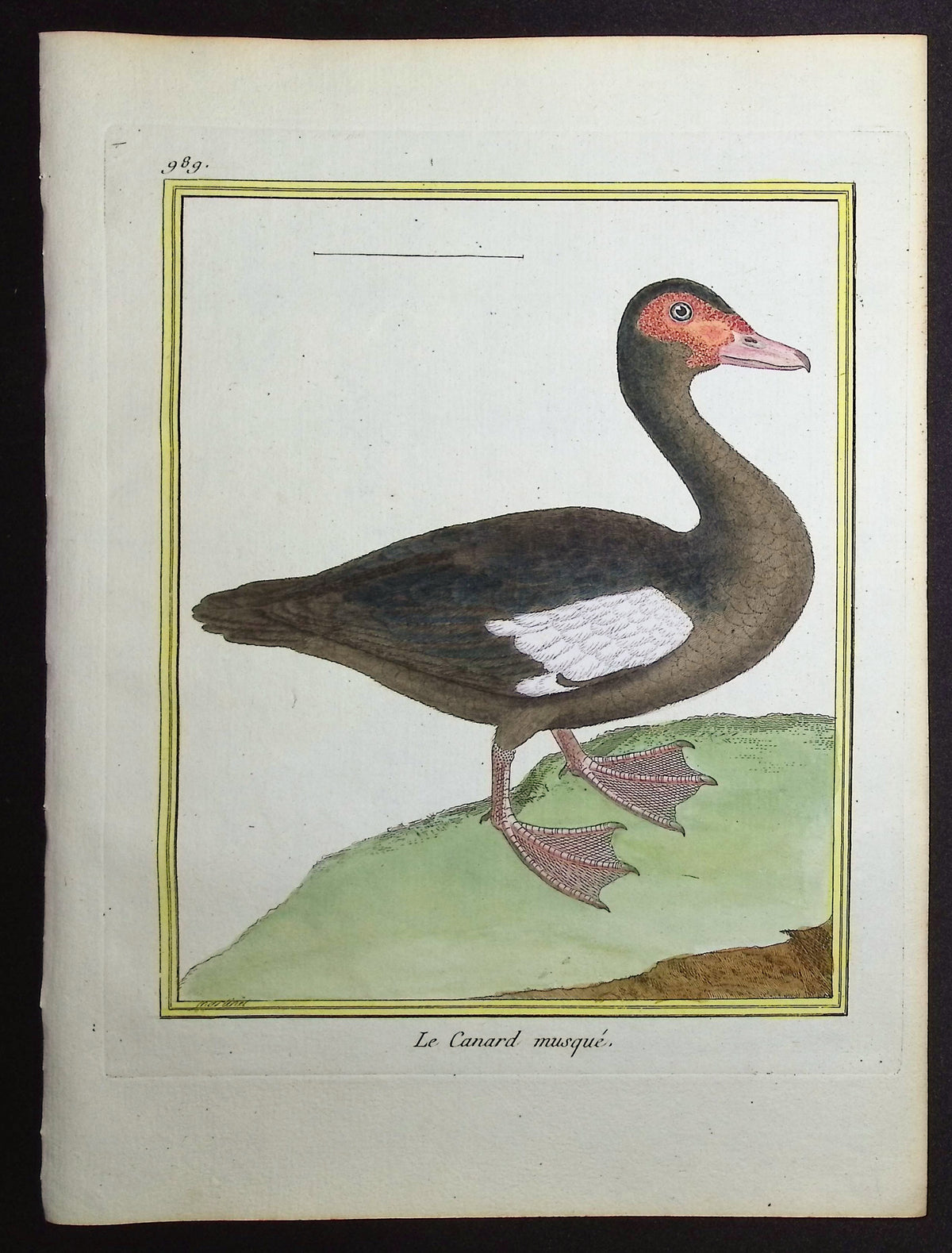 Duck